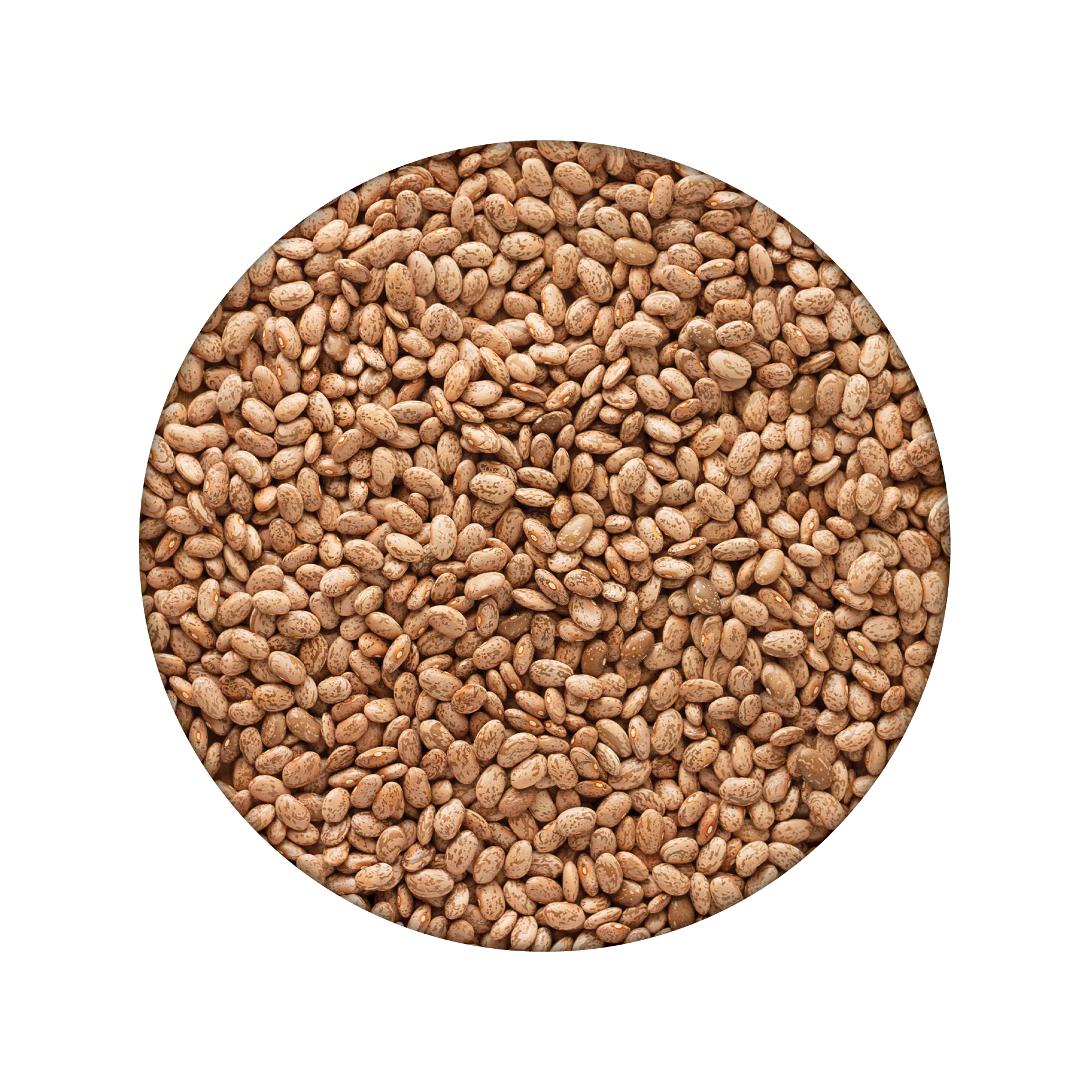 Emergency Essentials® Pinto Beans Large #10 Can - Image 4